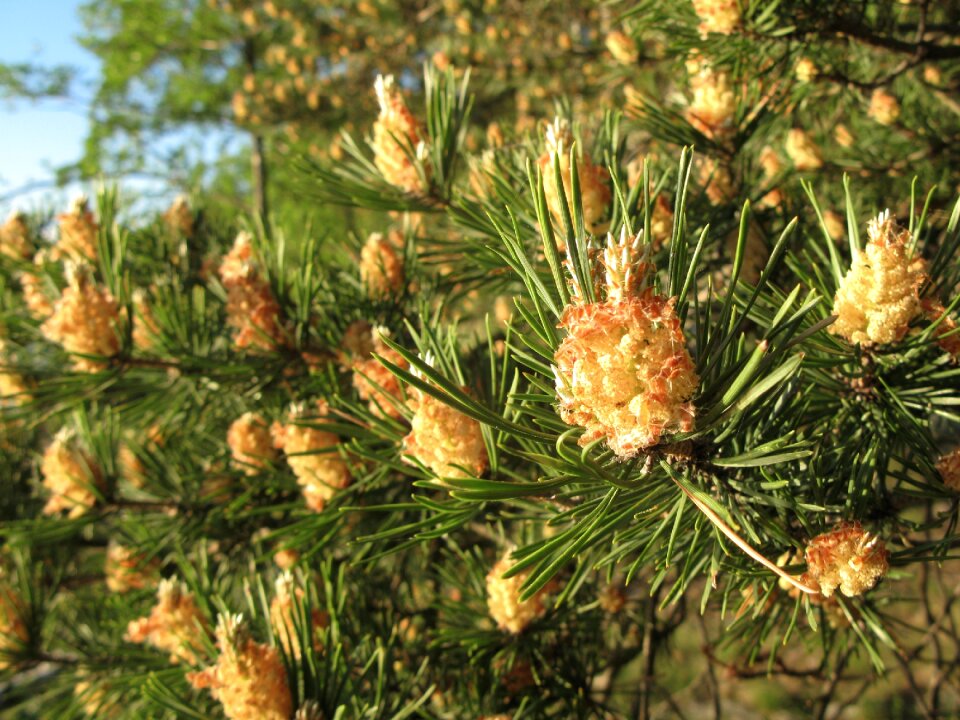 Pine nature conifer