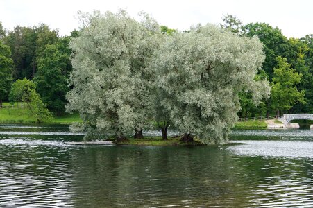 Silver willow lake gatchina