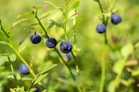 Finnish berry summer