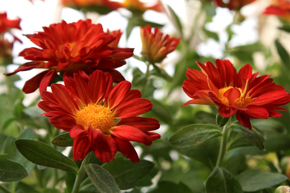 Red daisy flowers garden