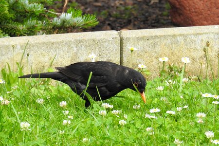 Blackbird male bird black