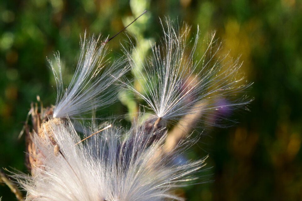 Pointed flower close up faded