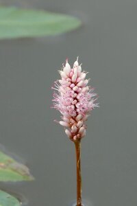 Pond water aquatic plant photo