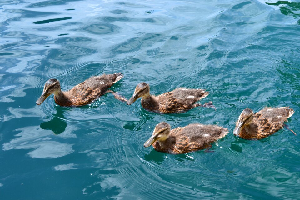 Waterfowl animal children female