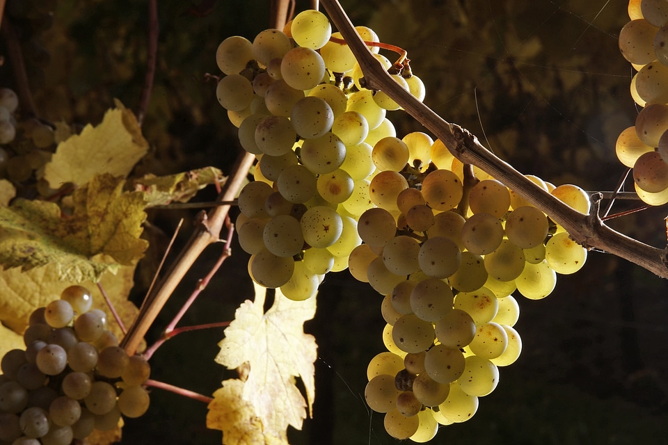 Fruit winegrowing grape