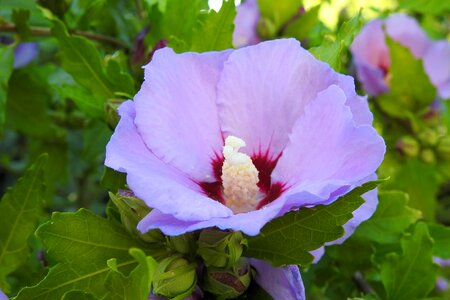 Ornamental plant garden blue hibiscus