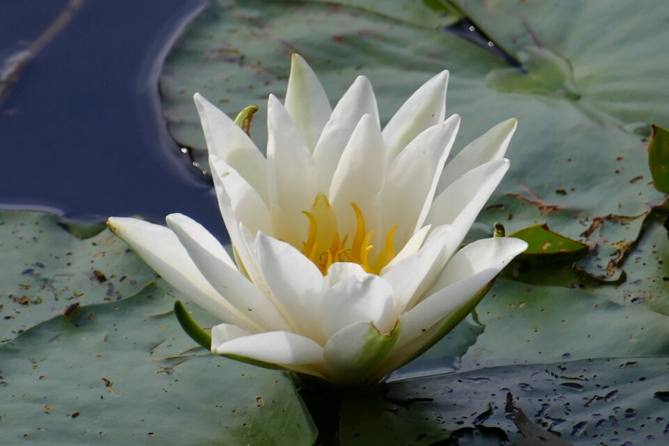Pond water aquatic plant
