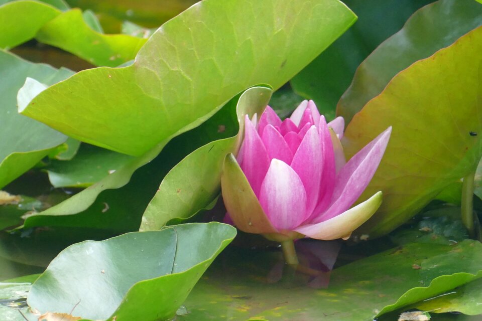 Pond water aquatic plant
