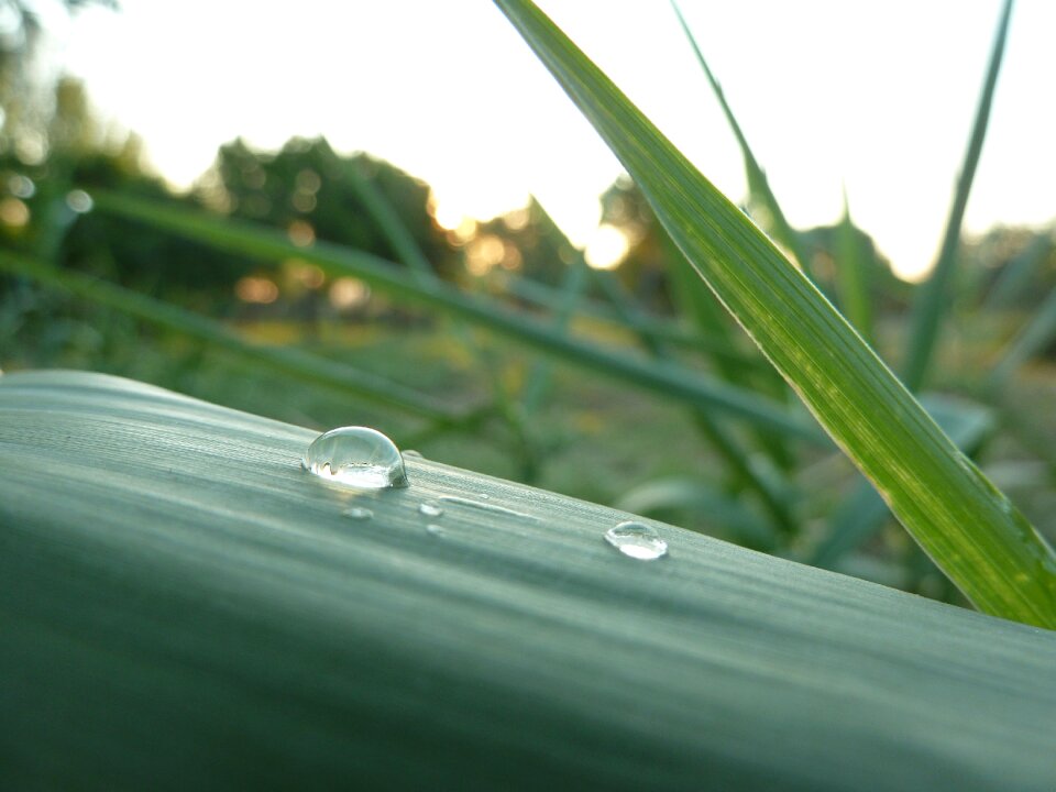 Leaf nature green