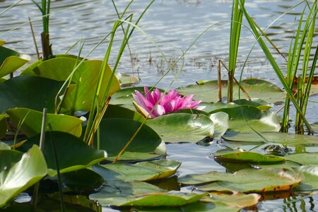 Pond water aquatic plant