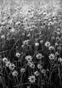 Black foliage romance