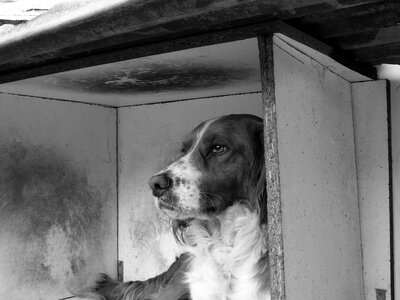 Black and white animal animals