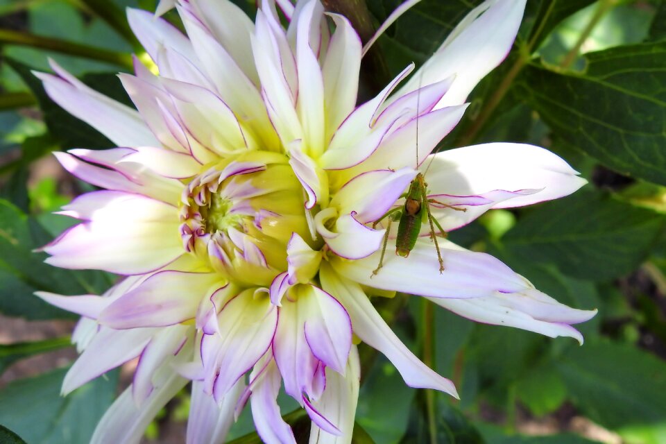 Insect grasshoppers garden