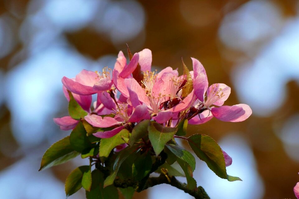Nature spring color