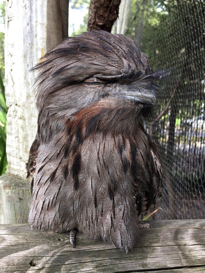 Beak portrait sleep
