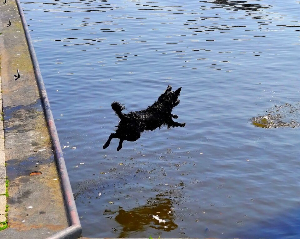 Jump get ball belly flop