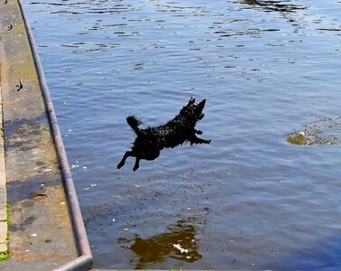 Jump get ball belly flop