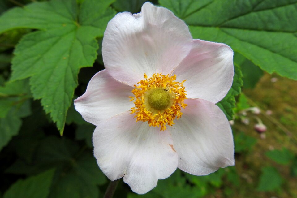 Pink pink flower plant