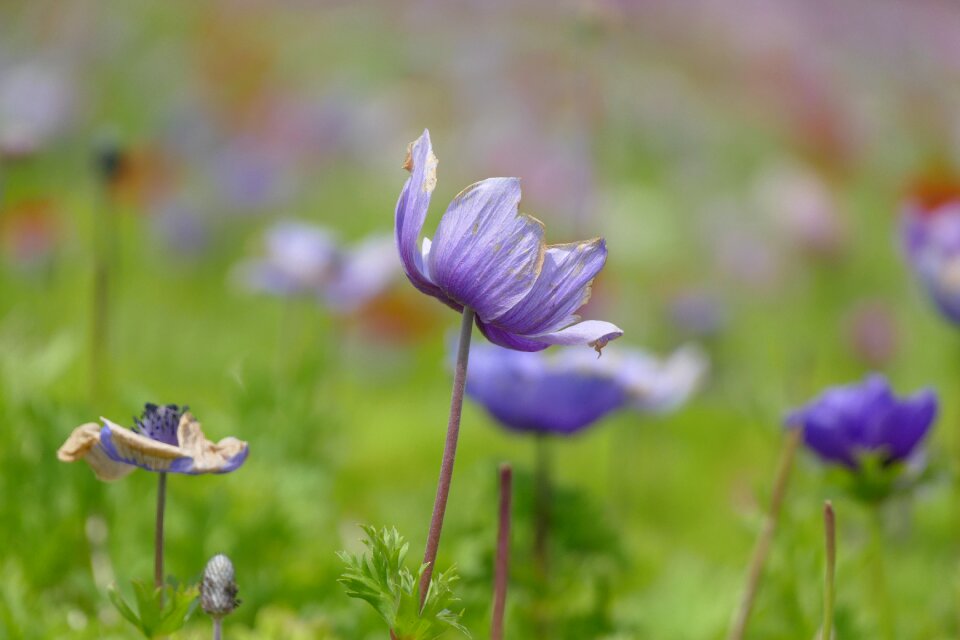Nature nice purple flower