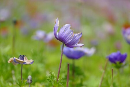 Nature nice purple flower