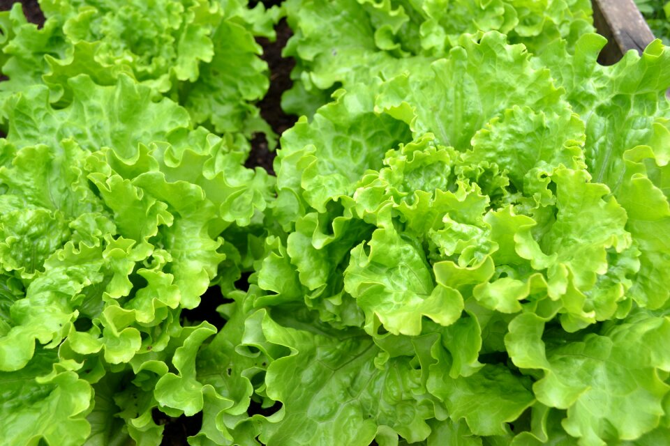 Green salad vegetable garden harvest