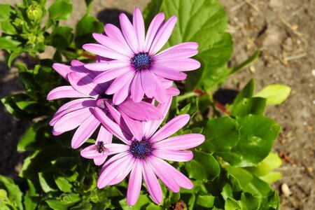Bornholm summer garden