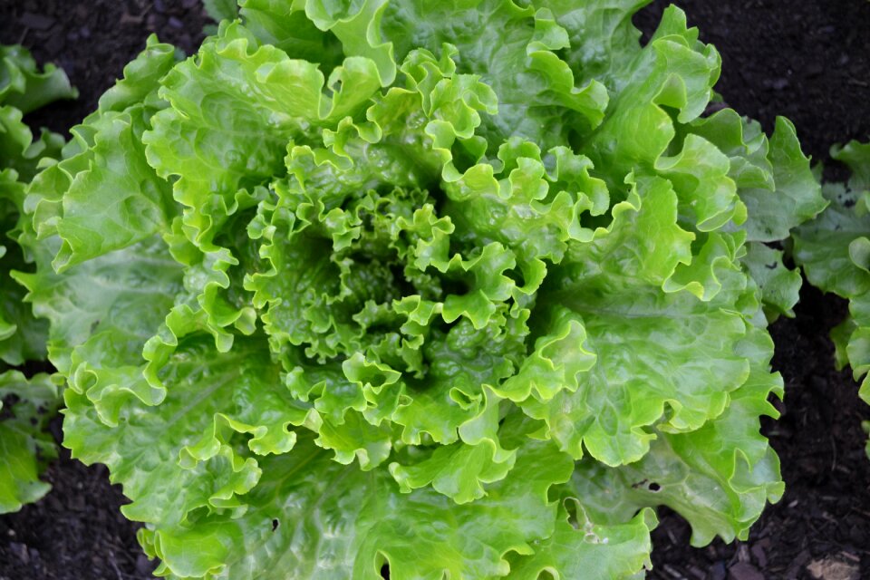 Vegetable garden harvest vegetables