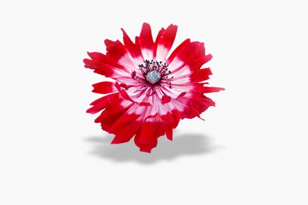 Anemone white background blank space