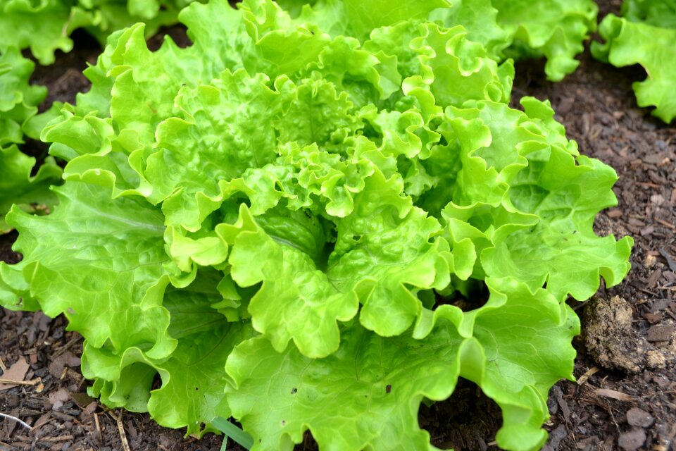 Vegetable garden harvest vegetables