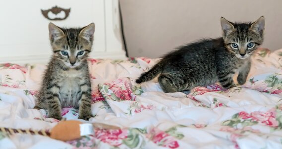 Playing cute pet