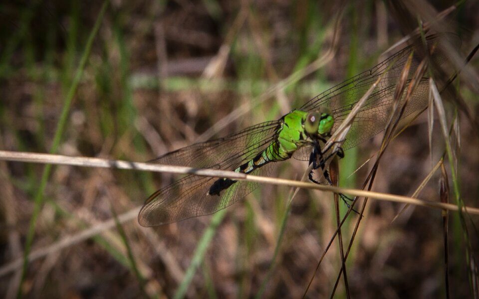 Insect nature