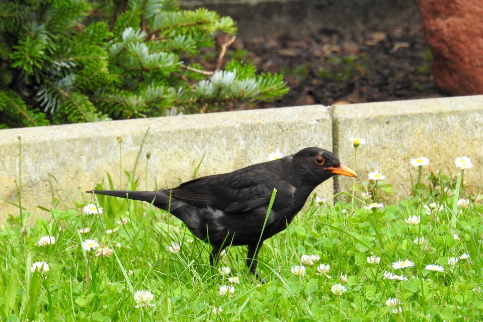 Blackbird male bird black