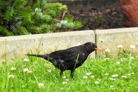 Blackbird male bird black