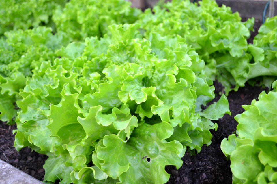 Vegetable garden harvest vegetables