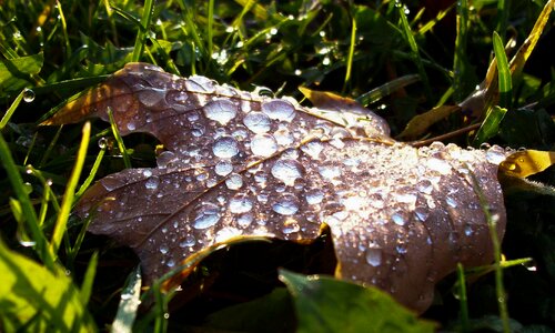 Drop rain photo