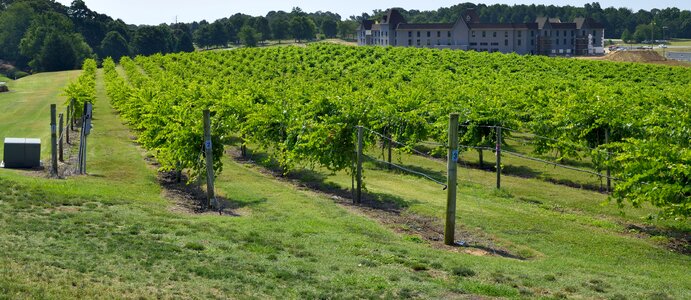 Grapes wine agriculture photo