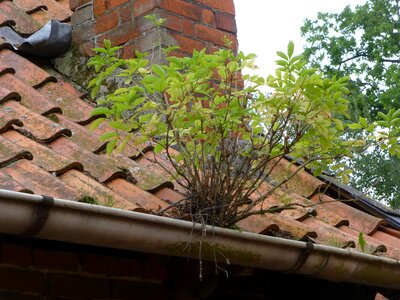 Roof tree grow
