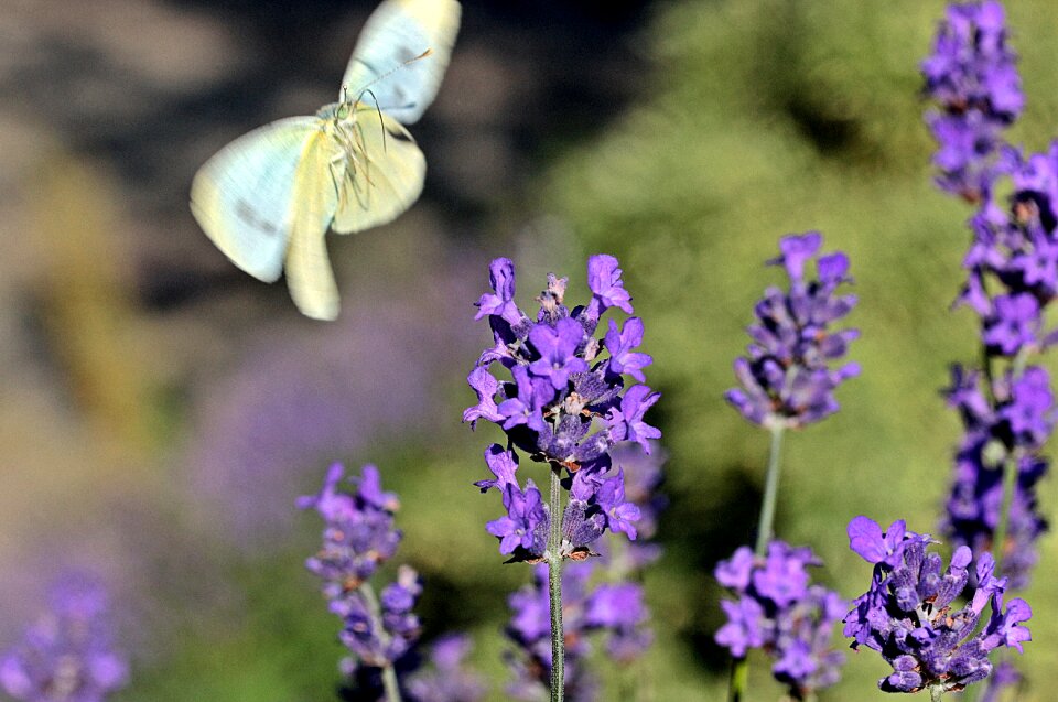 Lavandula vera medicinal plant scented plant