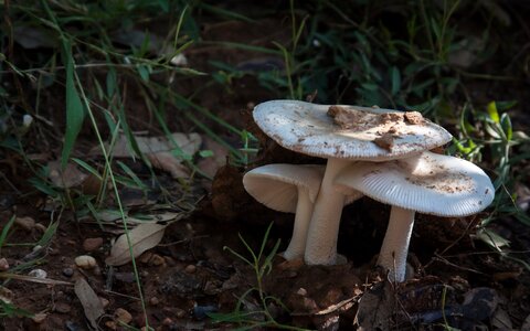Toadstool forest