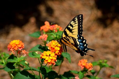 Garden swallowtail papilio photo
