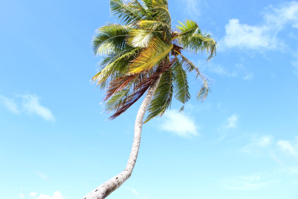 Clouds palm leaves summer