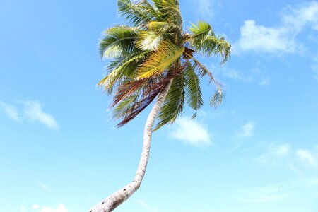 Clouds palm leaves summer