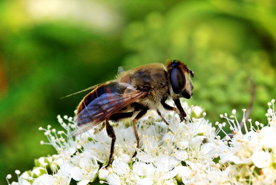 Translucent bee-keilfleckschwebfliege hairy furry