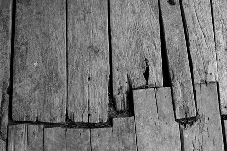 Branch hardwood old wood