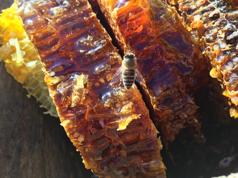 Natural mucao bee