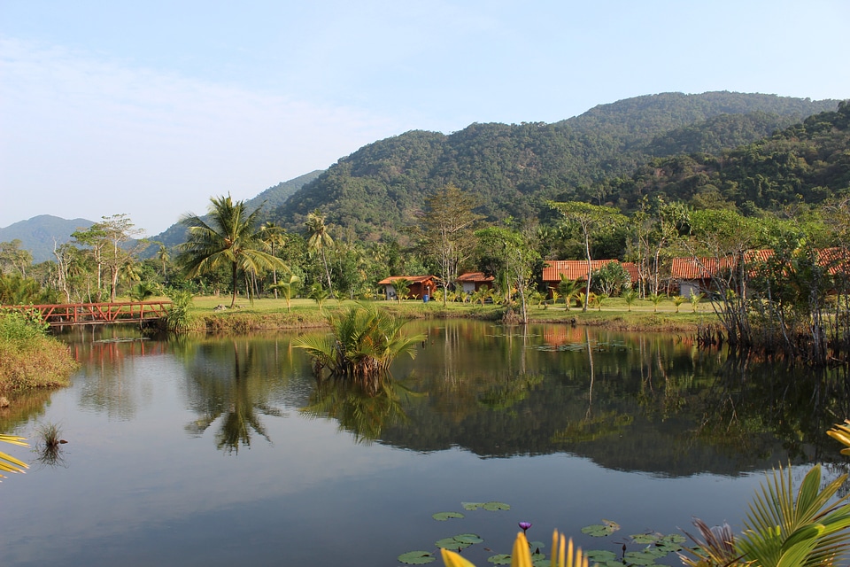 River palm jungle