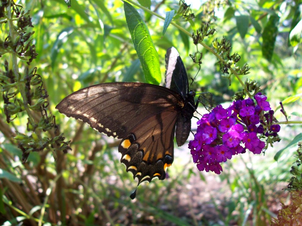 Flowers wings