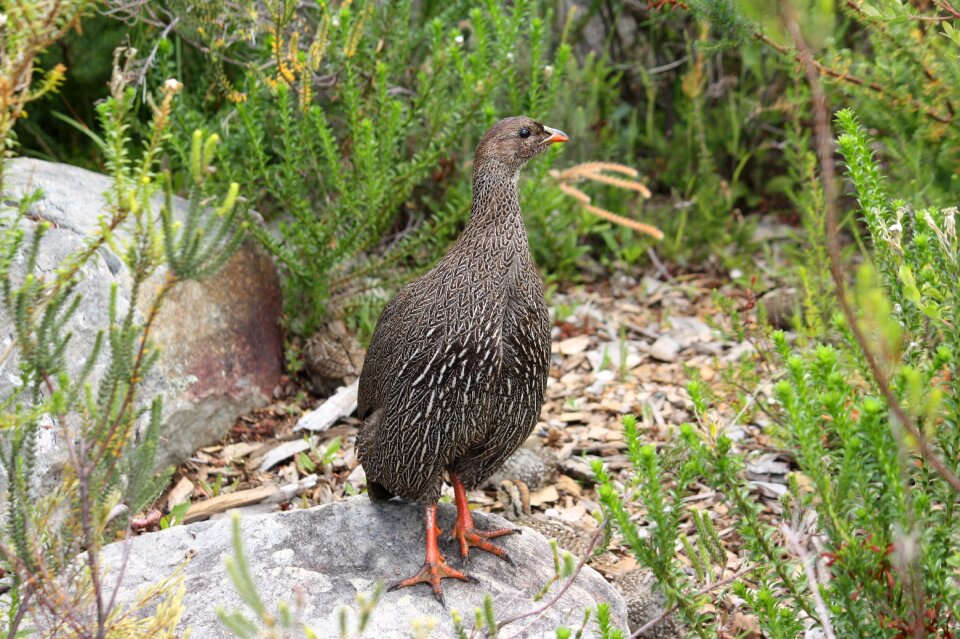 Cape town kirstenbosch animal