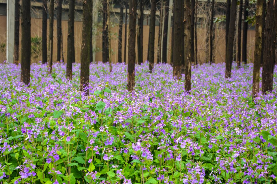 Campus officials micro spring the scenery
