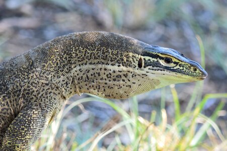 Monitor lizard skin photo